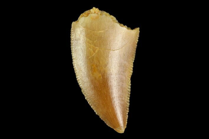 Serrated, Raptor Tooth - Real Dinosaur Tooth #124859